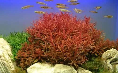 Ammannia crassicaulis AquaOne : plante à tige pour bac planté