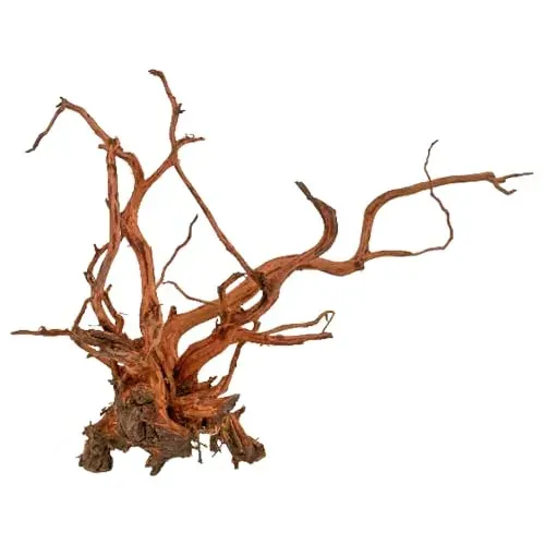 Amtra Red Spider King XS en bois naturel 10 à 25 cm