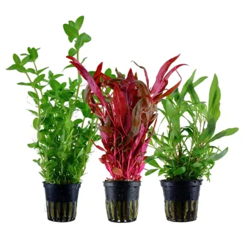 AquaOne lot de 3 plantes de fond pour aquarium