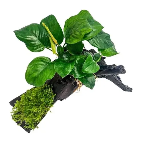 AquaOne Anubias et mousse sur racine de mangrove
