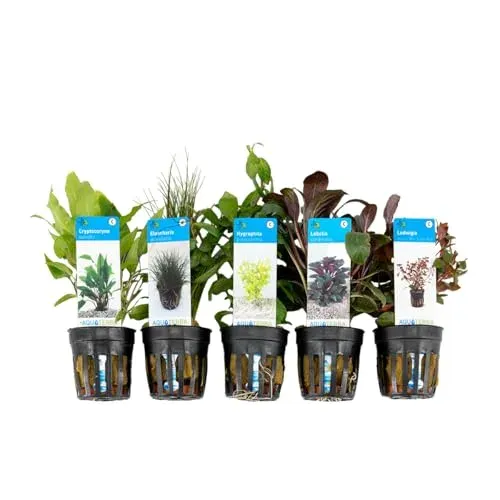 Bloomique : lot de 5 plantes d'aquarium vivantes, 15 à 20 cm