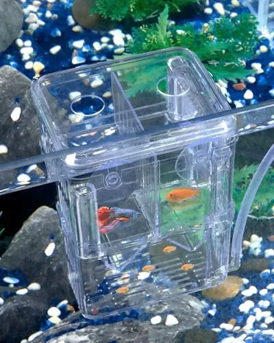 Boîte d'élevage Pawfly transparente pour aquarium