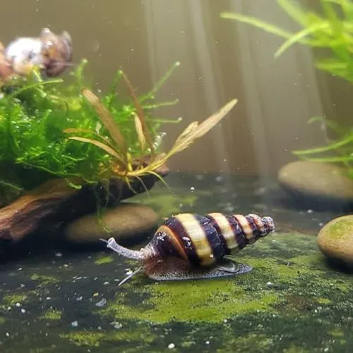 Escargot Anentome Helena, prédateur naturel des escargots nuisibles