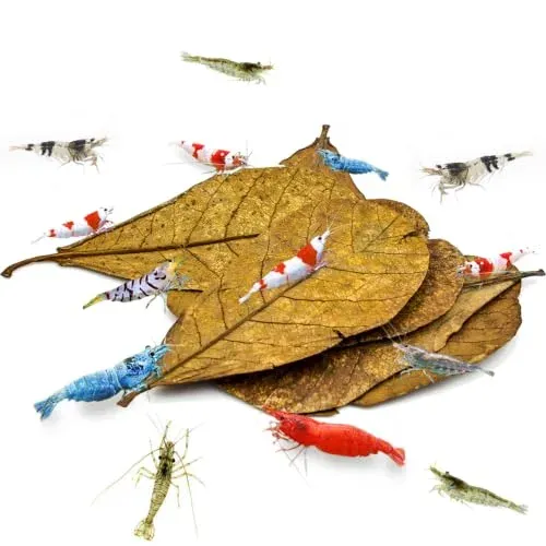 Feuilles d'amandier indien SunGrow pour crevettes d'aquarium