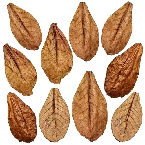 Feuilles de badamier Aisikoo, lot de 10, pour crevettes et poissons