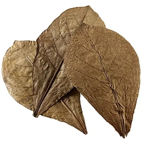Feuilles de badamier Hobby Nano, lot de 12 pour aquarium
