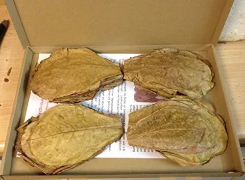 Feuilles de badamier nano Catappa Leaves, lot de 100 g