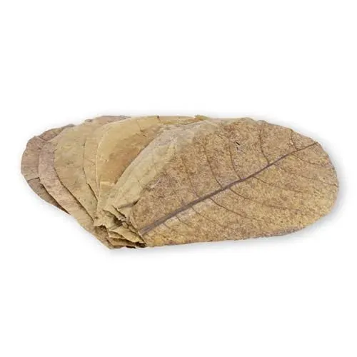 Feuilles de badamier ProFlora M, lot de 10 pour aquarium