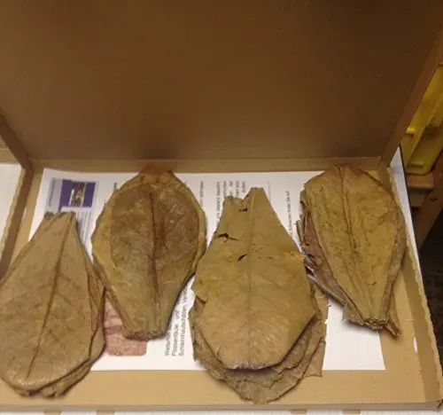 Feuilles de badamier XL, lot de 30 (environ 20 cm)