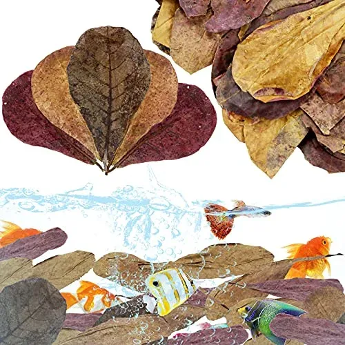 Feuilles de catappa LeonBach, lot de 100 pour aquarium