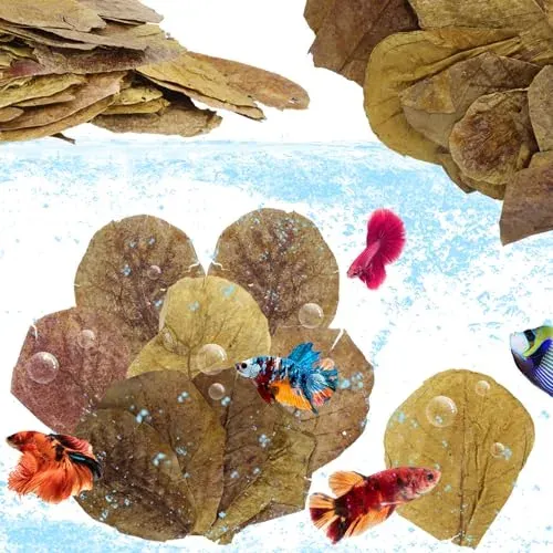 Feuilles de catappa LeonBach, lot de 50 pour aquarium