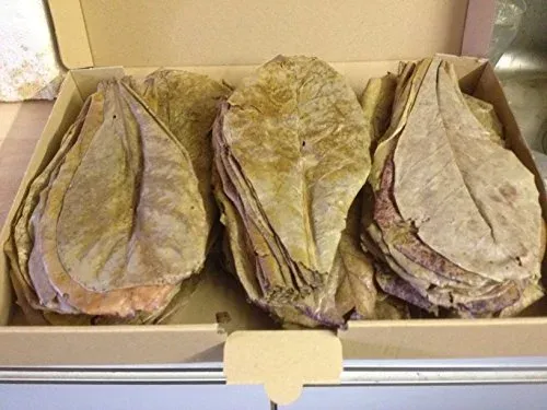 Feuilles de catappa Pelbaikim pour eau douce