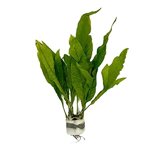Fougère de Java (Microsorum pteropus) WaterPlants
