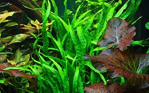 Fougère de Java AquaOne Microsorum pteropus Narrow en pot