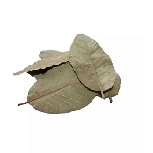 Gioia Shrimp : 10 feuilles de catappa pour crevettes