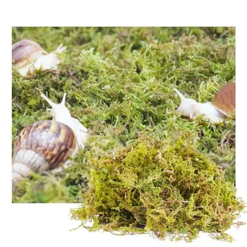 Jinymral, substrat naturel pour escargots de compagnie
