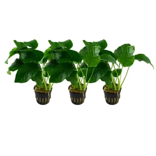 Lot de 3 plantes Anubias barteri AquaOne pour aquarium