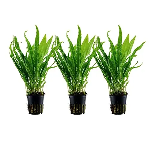 Lot de 3 fougères de Java AquaOne Microsorum pteropus