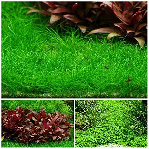 Lot de 3 plantes en vitro pour aquarium d'eau douce