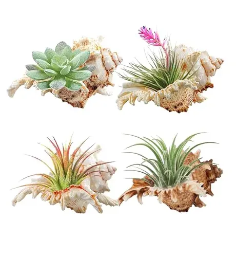 Lot de 4 coquillages de conque naturels pour décor d'aquarium