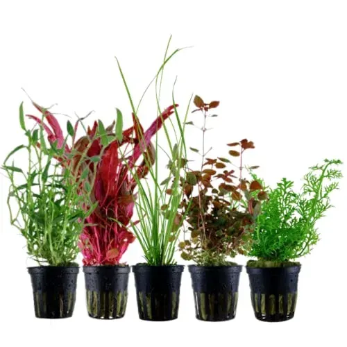Lot de 5 plantes d'aquarium de fond AquaOne