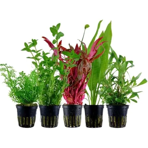 Lot de 5 plantes d'aquarium de fond AquaOne