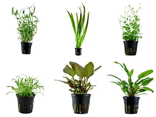 Lot de 6 pots de Cryptocoryne wendtii Tropica