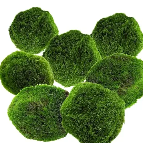 Lot de 7 Marimo Moss Ball, plante naturelle pour nano aquarium