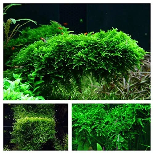 Mousse aquatique in vitro AquaOne, lot de 3 godets pour bac planté