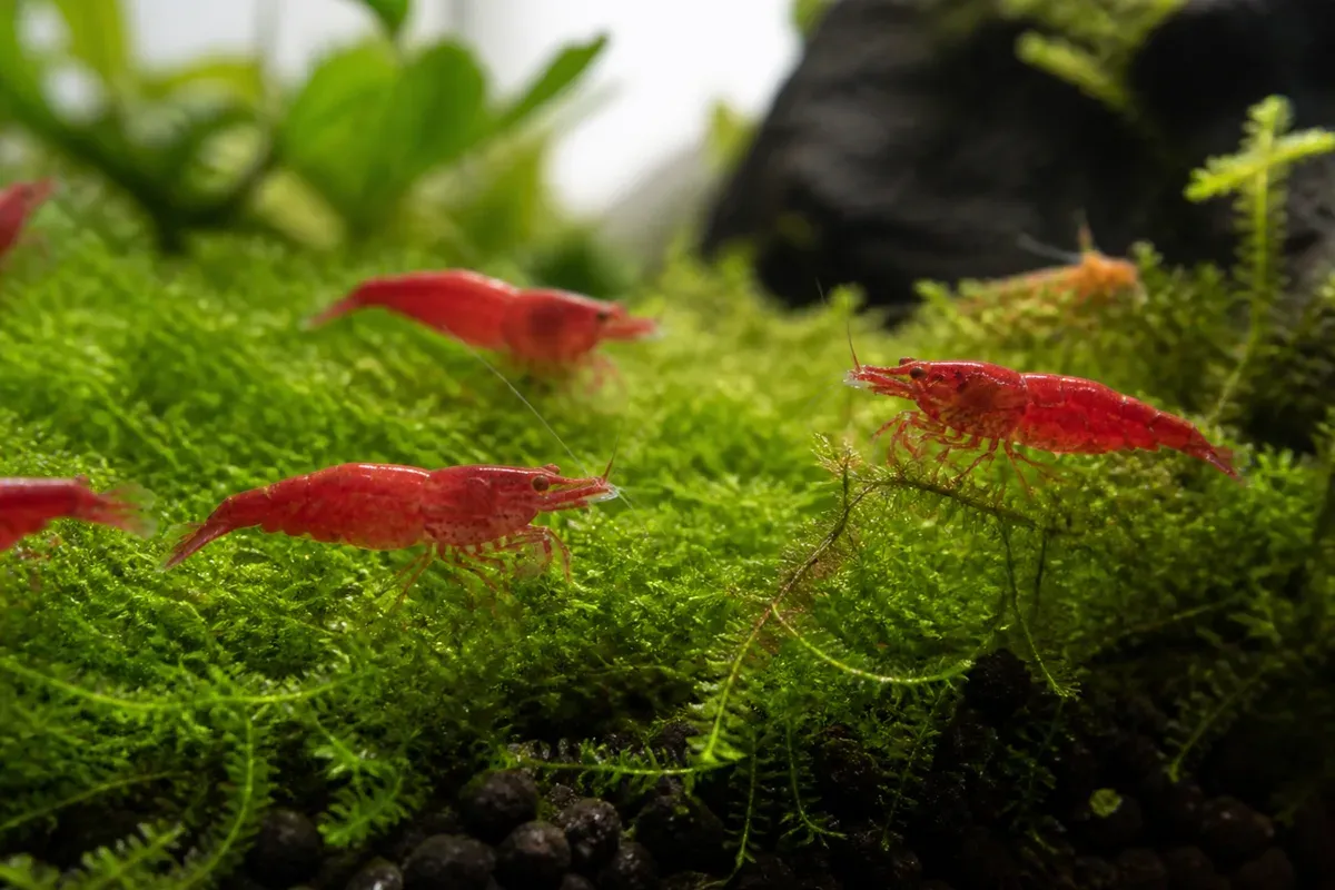 Crevettes Red Cherry et Amano : le matériel et le démarrage d'un bac à crevettes