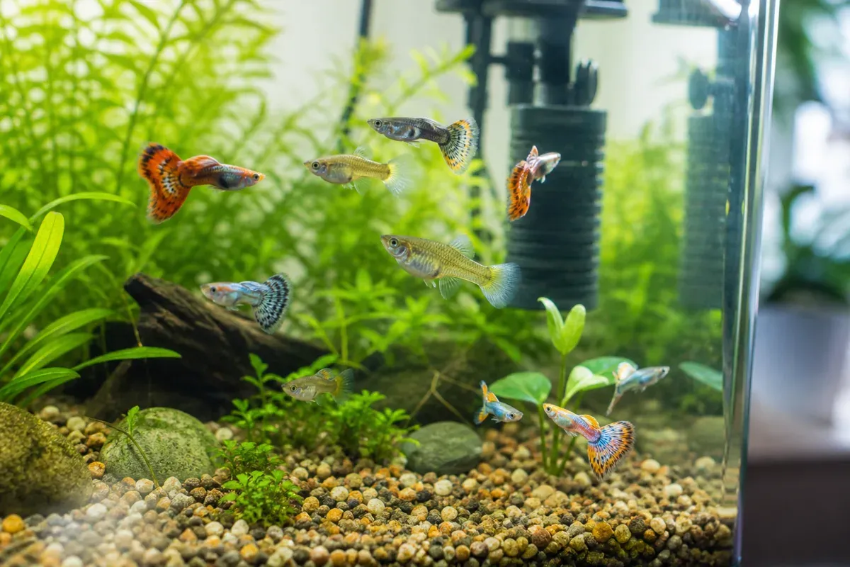 Guppy : le guide du débutant, bac, eau, nourriture et cohabitation