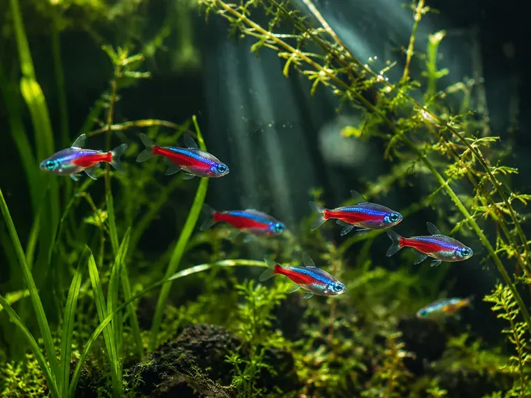 Banc de néons rouges et bleus nageant entre des plantes aquatiques