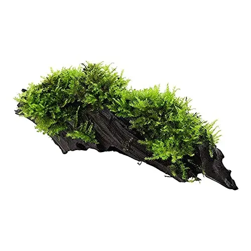 Racine de mangrove avec mousse de Noël Vesicularia montagnei