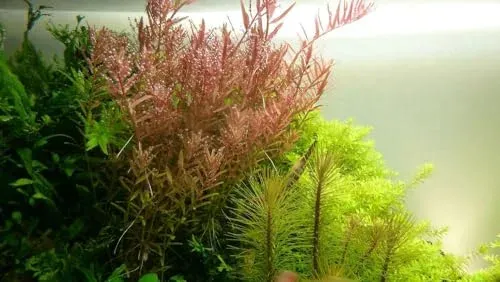 Rotala rotundifolia AquaOne, plante rouge d'aquarium