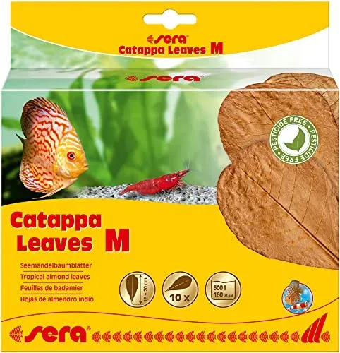 Feuilles de badamier sera Catappa Leaves M, lot de 10