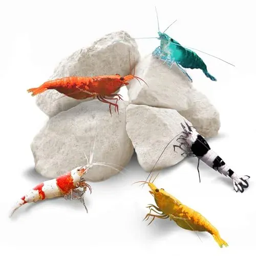 SunGrow Shrimp Rocks, roches minérales pour crevettes et escargots