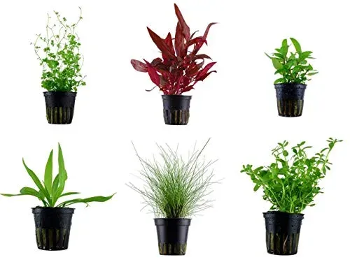 Tropica Eleocharis parvula : lot de 6 pots de plantes in vitro