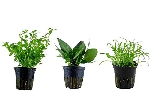 Tropica lot de 3 pots de plantes pour aquarium nano N° 6