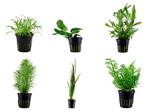 Tropica Lot de 6 plantes en pot pour aquarium N°4