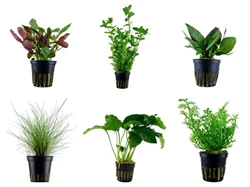 Tropica lot de 6 pots de plantes d'aquarium N° 3