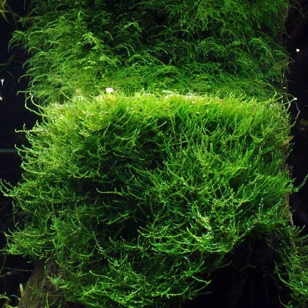 Tropica Mousse de Java Taxiphyllum barbieri en portion