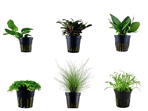 Tropica lot de 6 pots de plantes n° 21 (Eleocharis, Anubias)