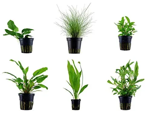 Tropica lot de 6 pots simples de plantes n° 1